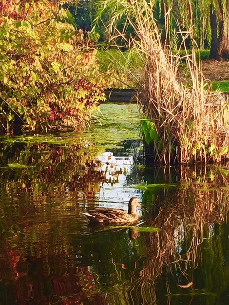 Photo bird flying over lake