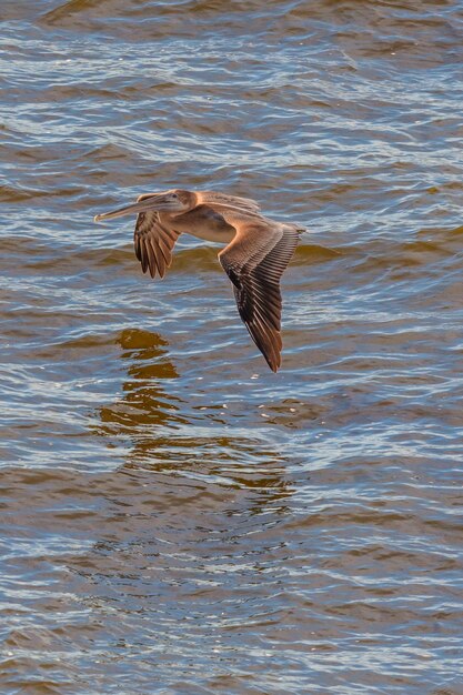 湖の上を飛ぶ鳥