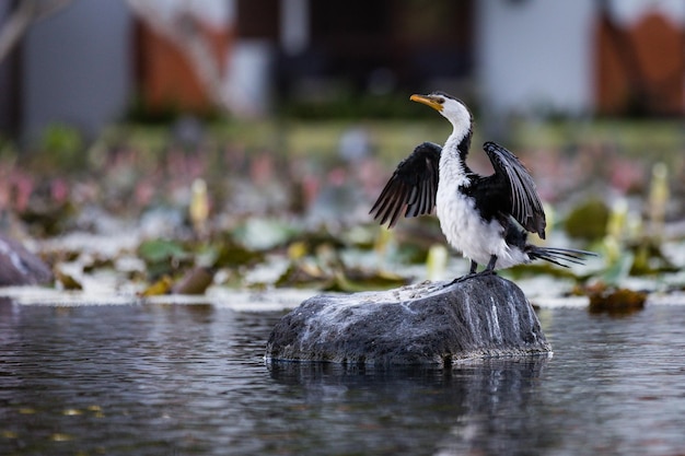 Foto uccelli che volano sul lago