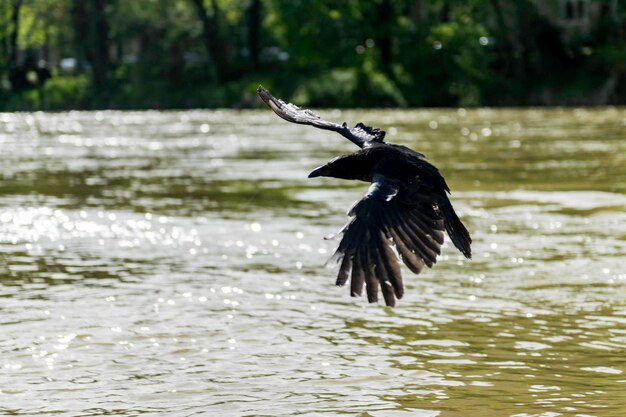 Photo bird flying over lake