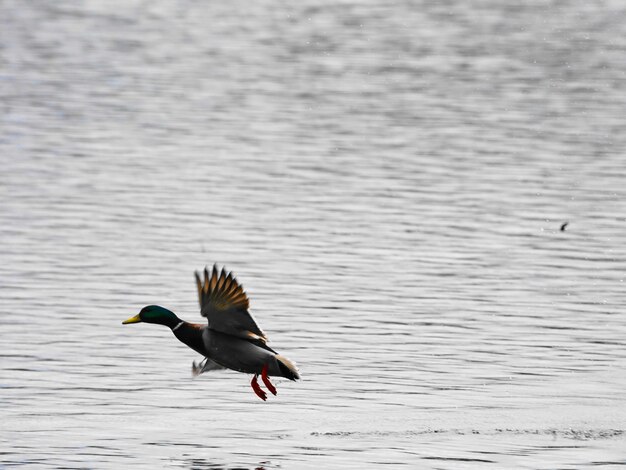 Foto uccelli che volano sul lago