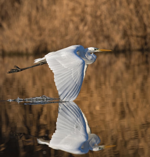 Птица, летящая над озером.