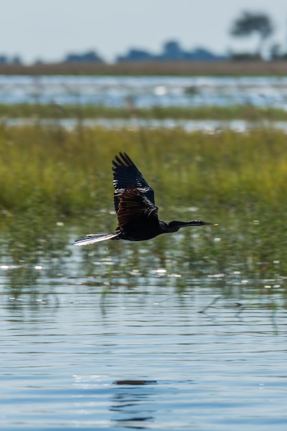 Foto uccelli che volano sul lago