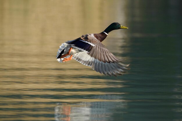 Photo bird flying over lake