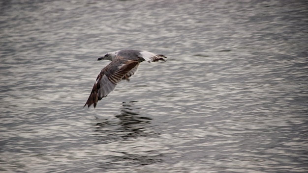 Foto uccelli che volano sul lago