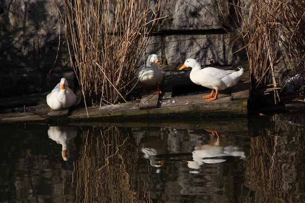 Photo bird flying over lake