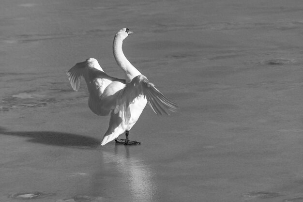 Photo bird flying over lake