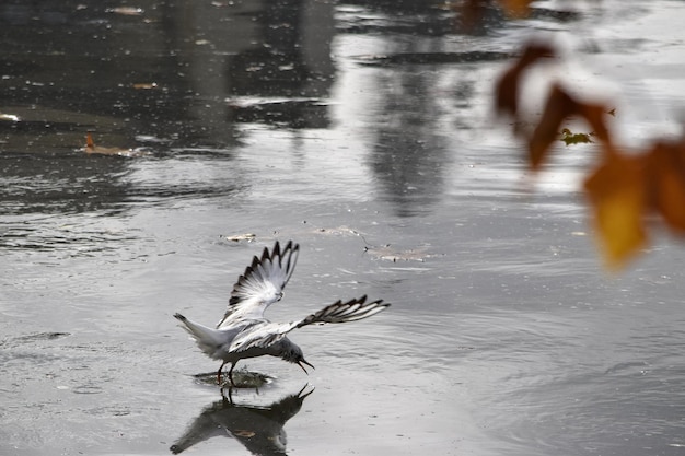 Bird flying over lake