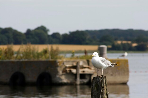 Photo bird flying over lake