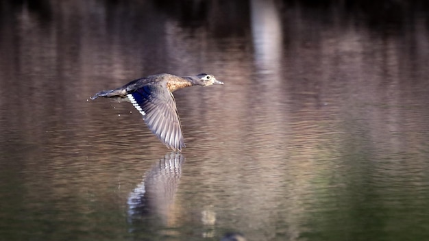 湖の上を飛ぶ鳥