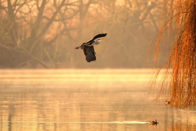 Bird flying over lake