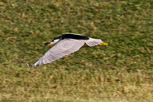 Foto un uccello che vola sopra una terra