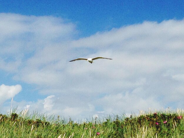 Bird flying over landscape