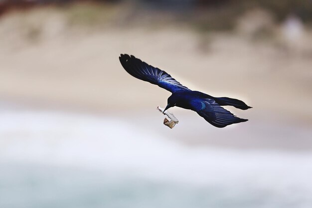 写真 空中を飛ぶ鳥