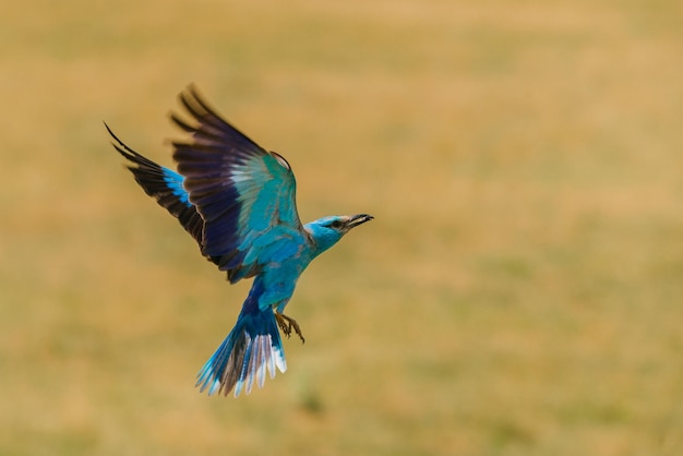 空中を飛ぶ鳥