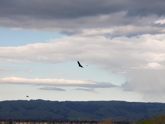 Bird flying over mountain against sky