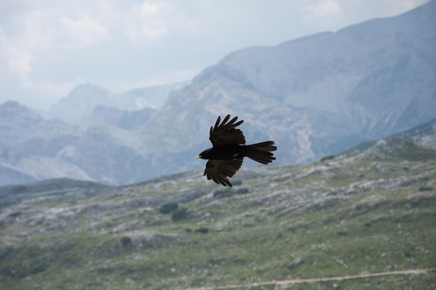 Foto uccelli che volano sopra la catena montuosa