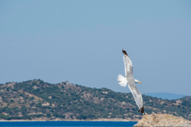 A bird flying over a mountain with the sky in the background