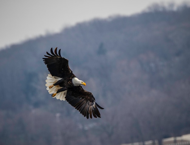 Foto un uccello che vola sopra una montagna