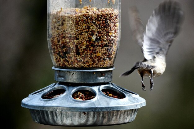 Foto un uccello che vola via dalla mangiatoia