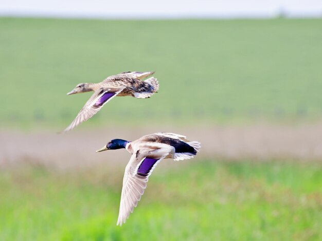 写真 畑の上を飛ぶ鳥