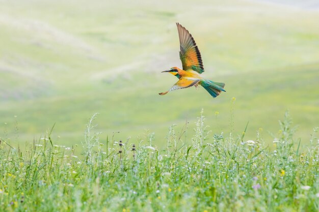 写真 畑の上を飛ぶ鳥