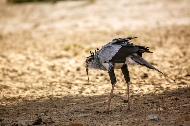 写真 畑の上を飛ぶ鳥