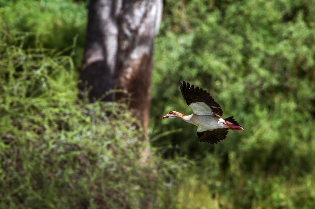 写真 畑の上を飛ぶ鳥