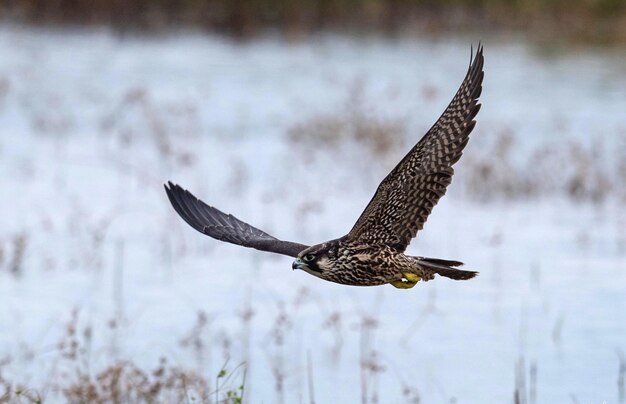 写真 湖の上を飛ぶ鳥 ⁇