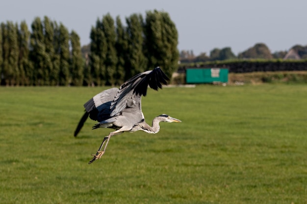 写真 畑の上を飛ぶ鳥