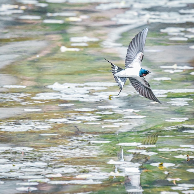 写真 湖の上を飛ぶ鳥