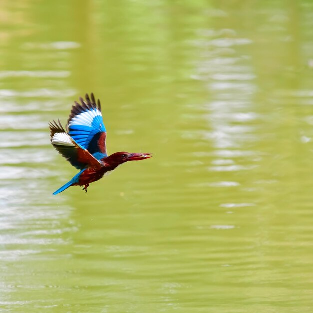 写真 湖の上を飛ぶ鳥