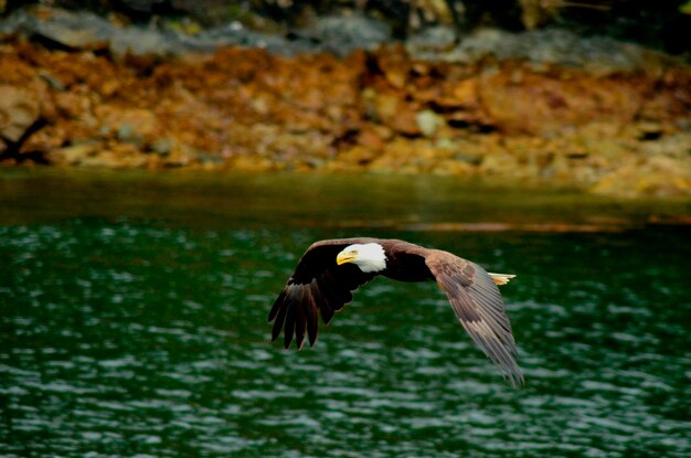 写真 湖の上を飛ぶ鳥