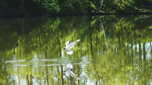 写真 湖の上を飛ぶ鳥