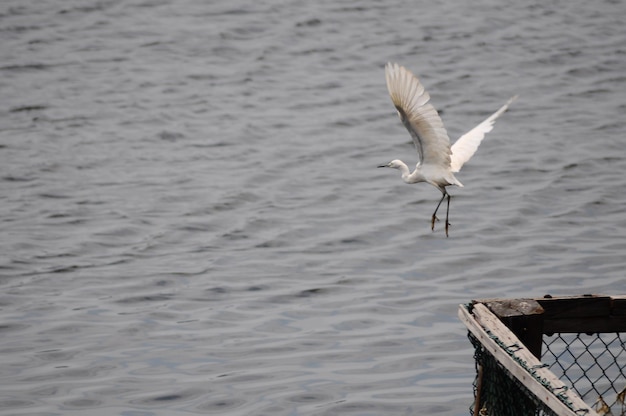 写真 湖の上を飛ぶ鳥