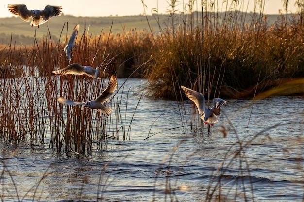 写真 湖の上を飛ぶ鳥