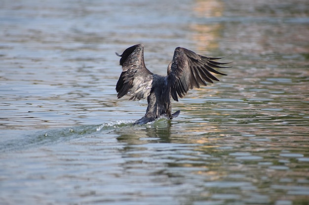 写真 湖の上を飛ぶ鳥