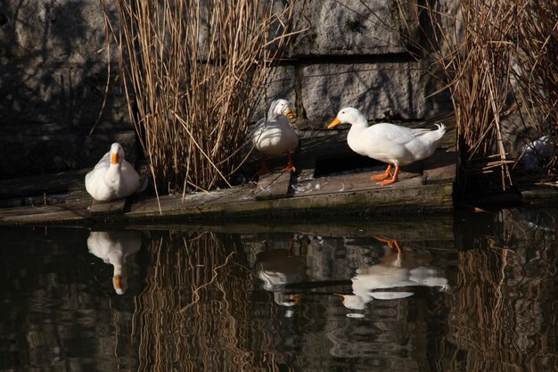 写真 湖の上を飛ぶ鳥