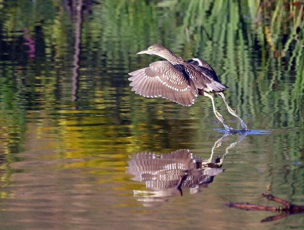写真 湖の上を飛ぶ鳥