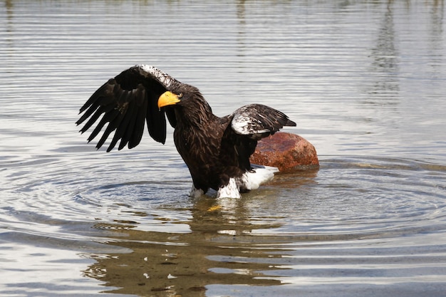 Фото Птица, летящая над озером.