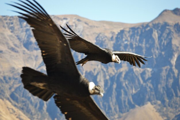 写真 空に向かって山の上を飛ぶ鳥