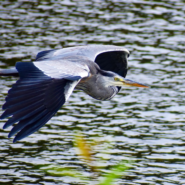 Фото Птица, летящая над рекой.