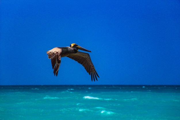 写真 澄んだ青い空に沿って海を飛ぶ鳥