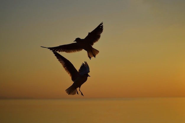 写真 夕暮れの空に向かって海を飛ぶ鳥