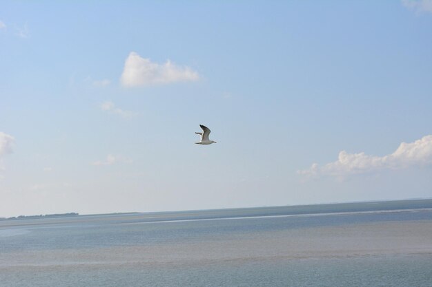 写真 空に向かって海を飛ぶ鳥