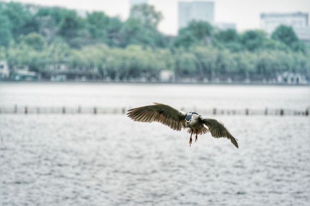 写真 湖の上を飛ぶ鳥