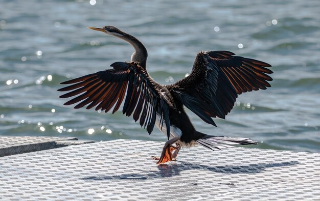 写真 海を飛ぶ鳥