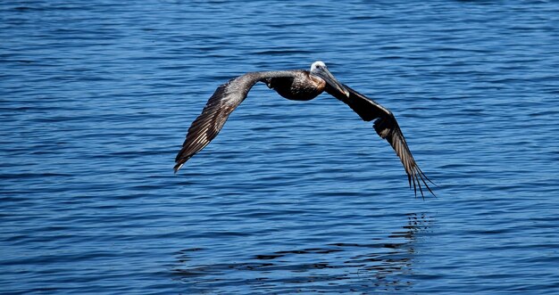 写真 水面を飛ぶ鳥