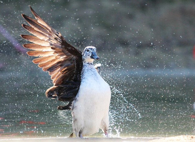 写真 水面を飛ぶ鳥