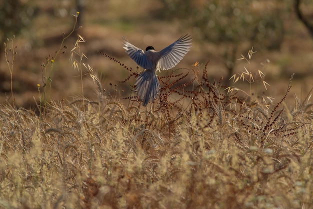 Bird flying over plants